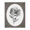 Stupell Industries Anemone Sprig Vignette Canvas By Lettered and Lined